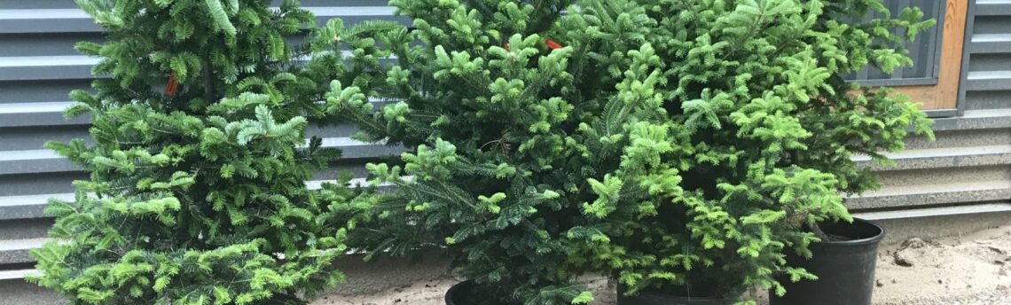 A New Tree Planting Tradition